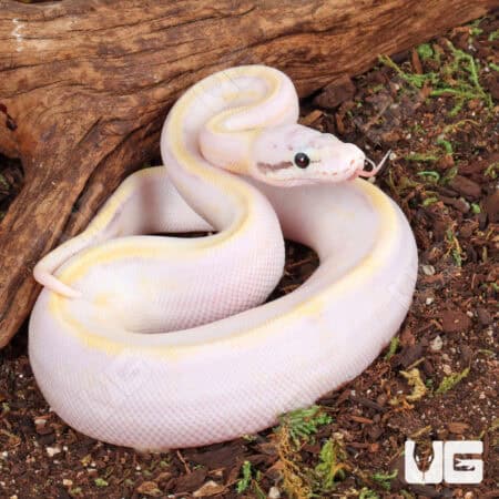 Baby Pastel Ivory Ball Python For Sale - Underground Reptiles