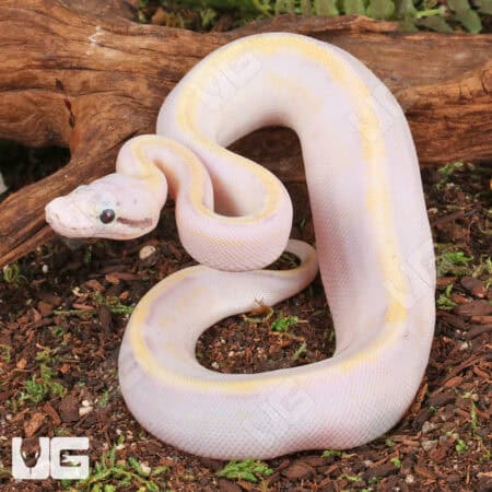 Baby Pastel Ivory Ball Python For Sale - Underground Reptiles
