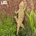 Female Neon Yellow High Pink Pine Island Leachianus Geckos For Sale - Underground Reptiles