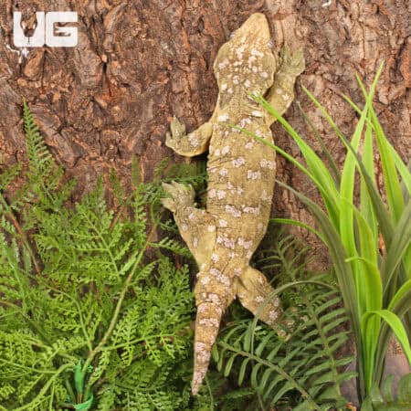 Female Neon Yellow High Pink Pine Island Leachianus Geckos For Sale - Underground Reptiles