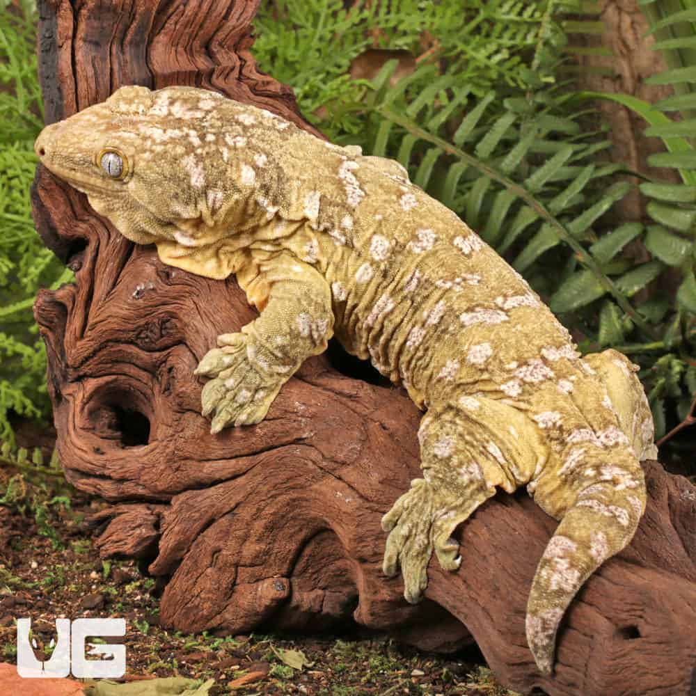 Female Neon Yellow High Pink Pine Island Leachianus Geckos For Sale - Underground Reptiles