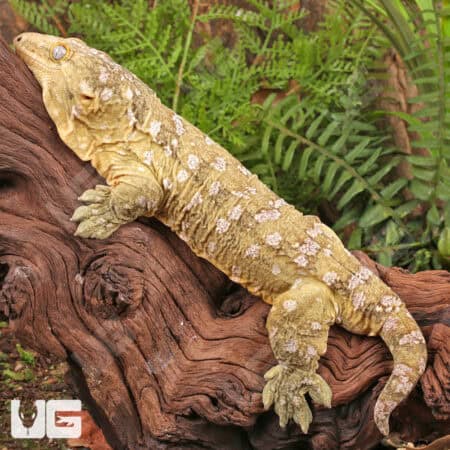 Female Neon Yellow High Pink Pine Island Leachianus Geckos For Sale - Underground Reptiles