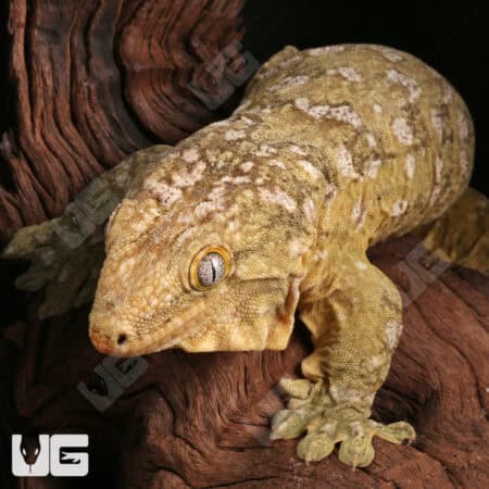 Female Neon Yellow High Pink Pine Island Leachianus Geckos For Sale - Underground Reptiles