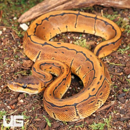 Baby Pinstripe Ball Python For Sale - Underground Reptiles