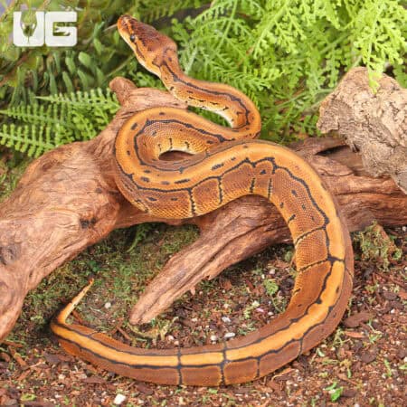 Baby Pinstripe Ball Python For Sale - Underground Reptiles