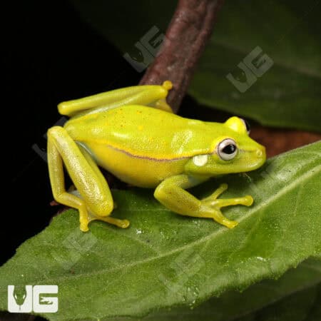 Polka Dot Tree Frog (Hypsiboas punctatus) For Sale - Underground Reptiles
