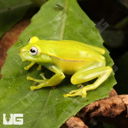 Polka Dot Tree Frog (Hypsiboas punctatus) For Sale - Underground Reptiles