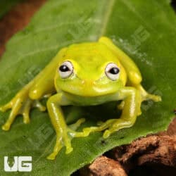 Polka Dot Tree Frog (Hypsiboas punctatus) For Sale - Underground Reptiles