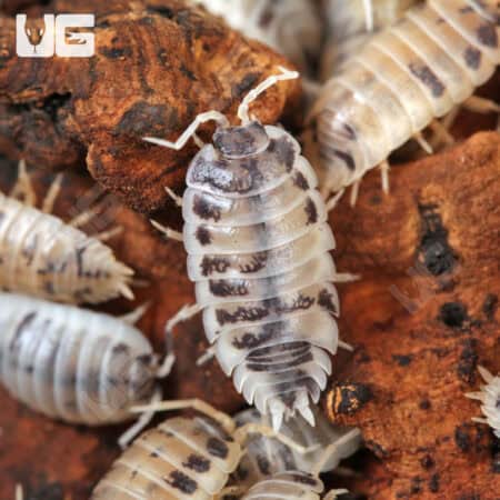 Porcellio Laevis Dairy Cow Isopods (Porcellio Laevis) For Sale - Underground Reptiles