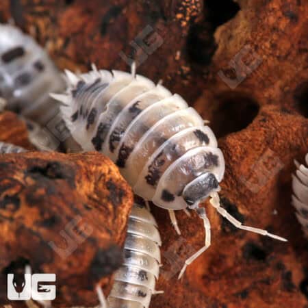Porcellio Laevis Dairy Cow Isopods (Porcellio Laevis) For Sale - Underground Reptiles