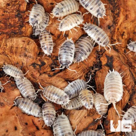 Porcellio Laevis Dairy Cow Isopods (Porcellio Laevis) For Sale - Underground Reptiles