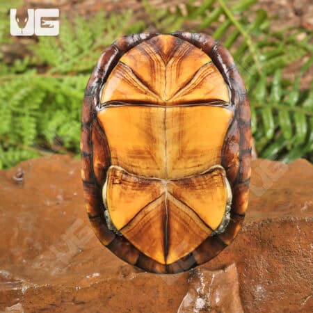 Red Cheeked Mud Turtles For Sale - Underground Reptiles