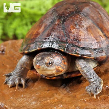 Red Cheeked Mud Turtles For Sale - Underground Reptiles