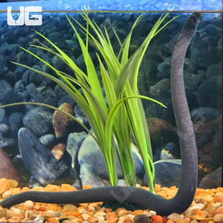 Rubber Eel (Typhlonectes natans) For Sale - Underground Reptiles