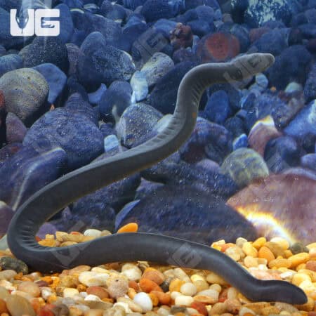 Rubber Eel (Typhlonectes natans) For Sale - Underground Reptiles