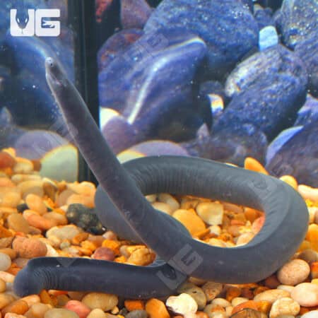 Rubber Eel (Typhlonectes natans) For Sale - Underground Reptiles