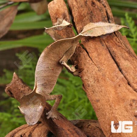 Satanic Leaftail Gecko For Sale - Underground Reptiles