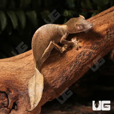 Satanic Leaftail Gecko For Sale - Underground Reptiles