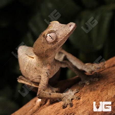 Satanic Leaftail Gecko For Sale - Underground Reptiles