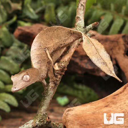 Satanic Leaftail Gecko For Sale - Underground Reptiles