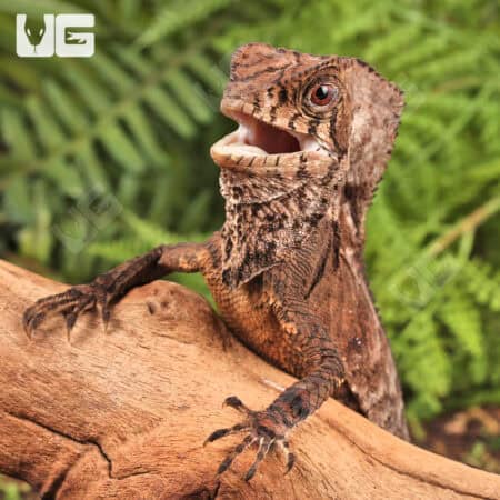 Smooth Helmeted Iguana For Sale - Underground Reptiles
