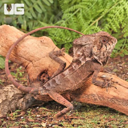 Smooth Helmeted Iguana For Sale - Underground Reptiles