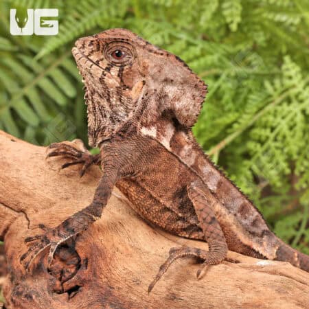 Smooth Helmeted Iguana For Sale - Underground Reptiles
