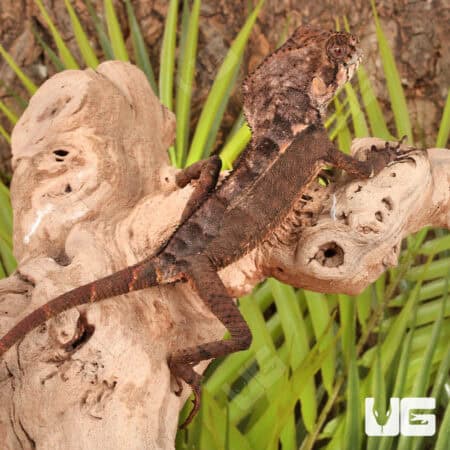 Smooth Helmeted Iguana For Sale - Underground Reptiles