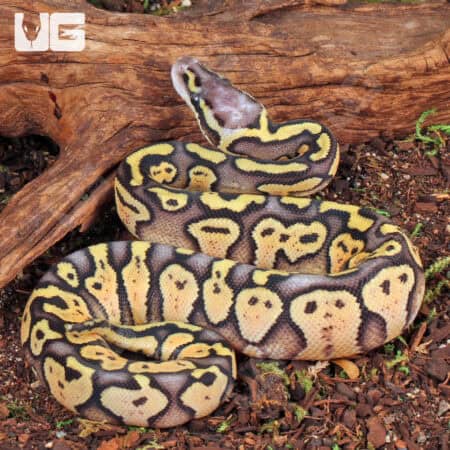 Baby Female Super Pastel Ball Python For Sale - Underground Reptiles
