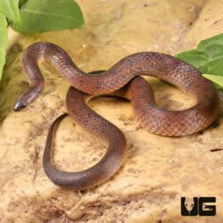 Suriname Ground Snake (Atractus sp.) for sale - Underground Reptiles