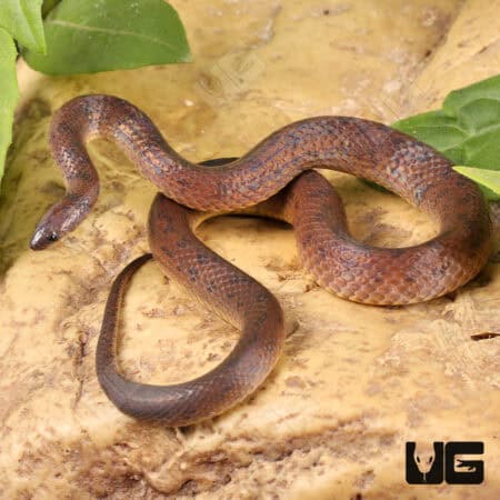 Suriname Ground Snake (Atractus sp.) for sale - Underground Reptiles