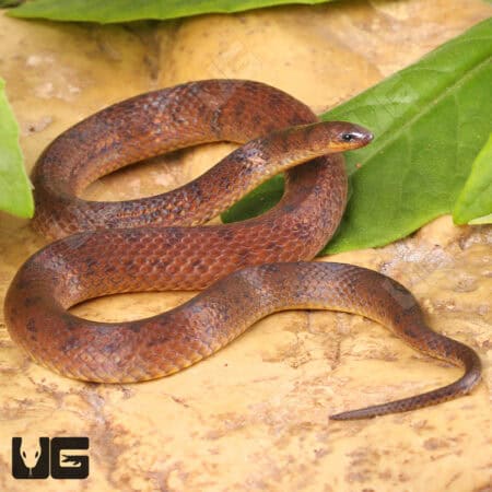 Suriname Ground Snake (Atractus sp.) for sale - Underground Reptiles