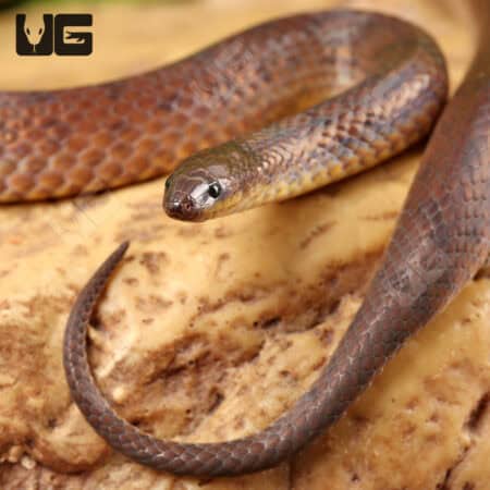 Suriname Ground Snake (Atractus sp.) for sale - Underground Reptiles