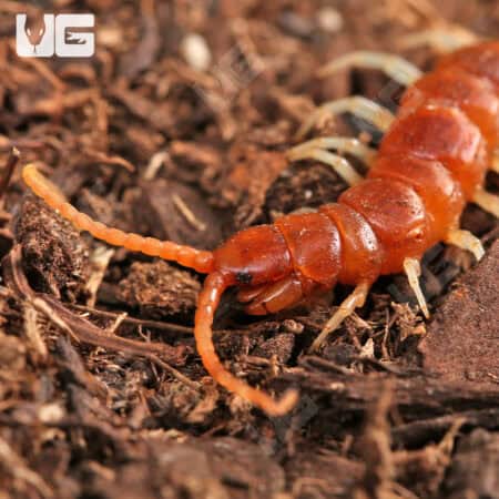 Thai Icy Hot Centipede (Otostigmus scaber) For Sale - Underground Reptiles
