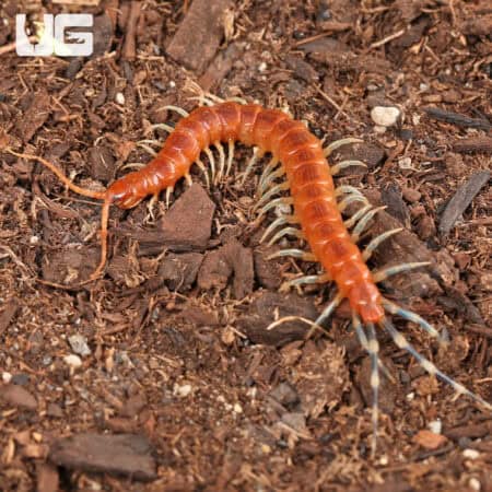 Thai Icy Hot Centipede (Otostigmus scaber) For Sale - Underground Reptiles