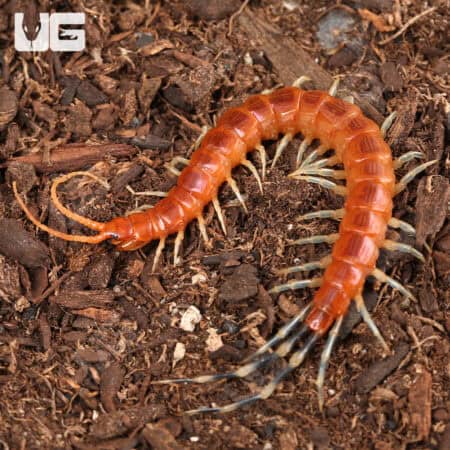 Thai Icy Hot Centipede (Otostigmus scaber) For Sale - Underground Reptiles