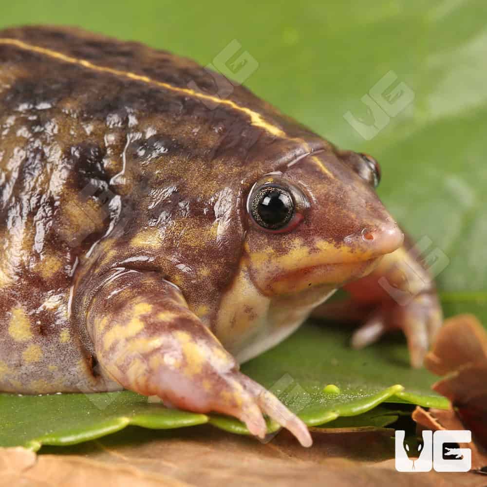 Togo Rain Frogs For Sale - Underground Reptiles