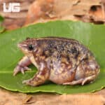 Togo Rain Frogs For Sale - Underground Reptiles