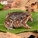 Togo Rain Frogs For Sale - Underground Reptiles