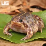 Togo Rain Frogs For Sale - Underground Reptiles