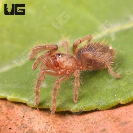 Veracruz Red Rump Tarantula (Tlitocatl kahlenbergi) For Sale - Underground Reptiles