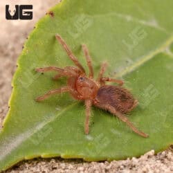 Veracruz Red Rump Tarantula (Tlitocatl kahlenbergi) For Sale - Underground Reptiles