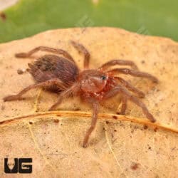 Veracruz Red Rump Tarantula (Tlitocatl kahlenbergi) For Sale - Underground Reptiles