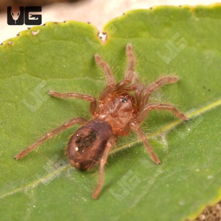 Veracruz Red Rump Tarantula (Tlitocatl kahlenbergi) For Sale - Underground Reptiles