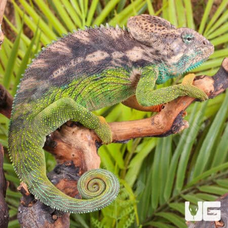 Verrucosus Chameleons For Sale - Underground Reptiles