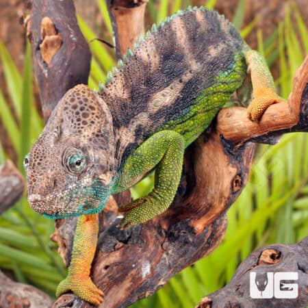 Verrucosus Chameleons For Sale - Underground Reptiles