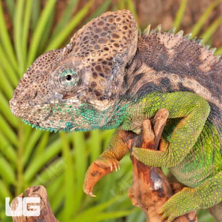Verrucosus Chameleons For Sale - Underground Reptiles
