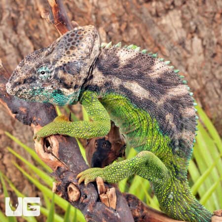 Verrucosus Chameleons For Sale - Underground Reptiles