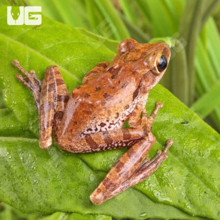Vietnamese Gliding Frogs For Sale - Underground Reptiles