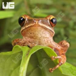 Vietnamese Gliding Frogs For Sale - Underground Reptiles